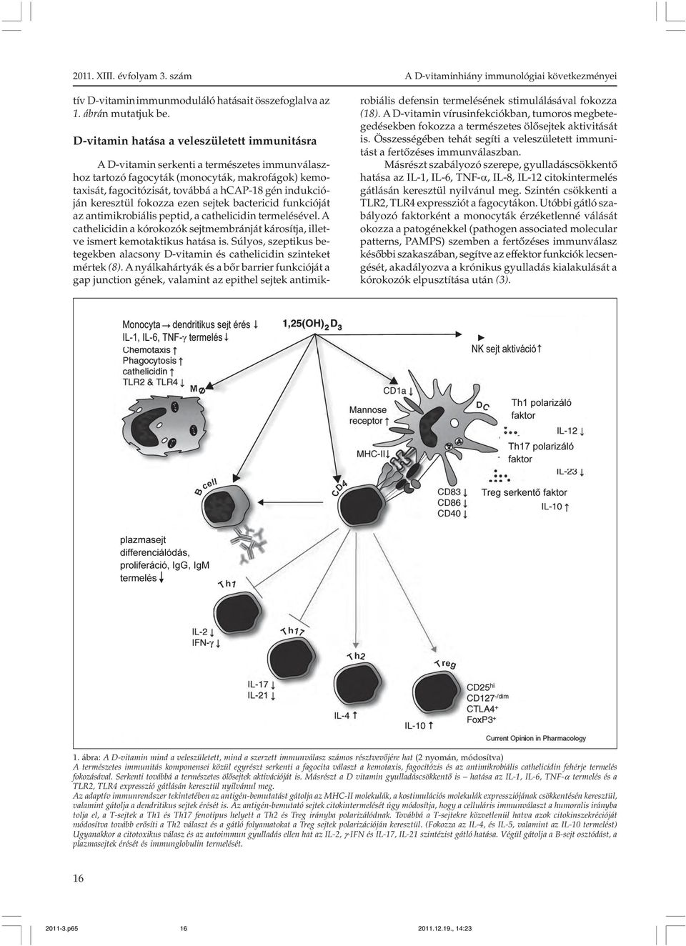 fagocitózisát, továbbá a hcap-18 gén indukcióján keresztül fokozza ezen sejtek bactericid funkcióját az antimikrobiális peptid, a cathelicidin termelésével.