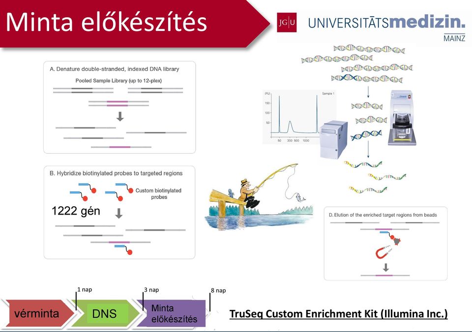 Minta előkészítés TruSeq