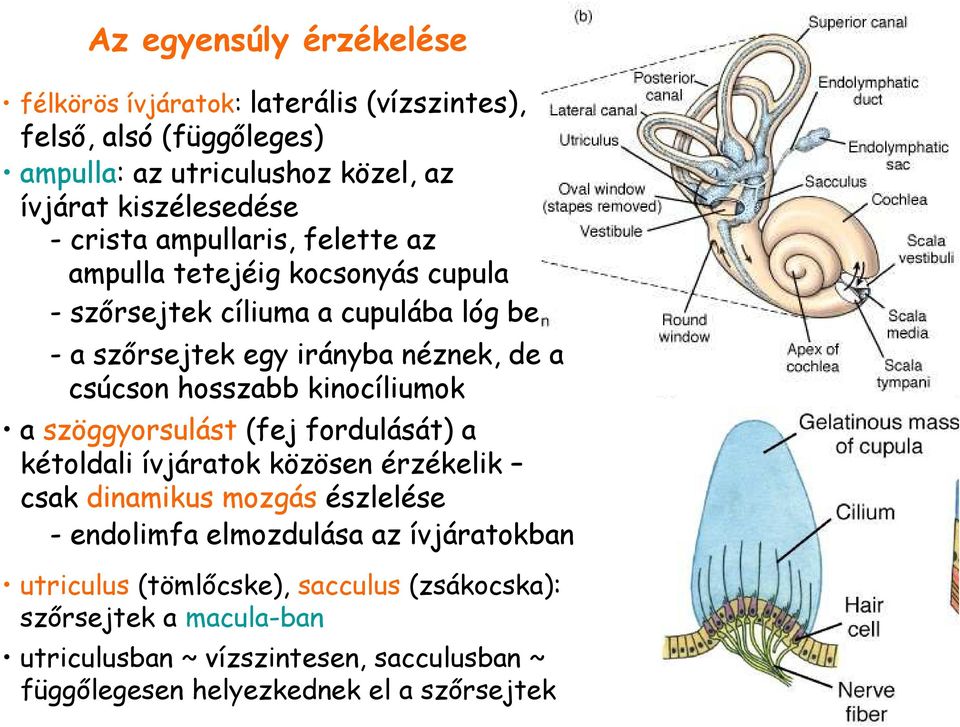 hosszabb kinocíliumok a szöggyorsulást (fej fordulását) a kétoldali ívjáratok közösen érzékelik csak dinamikus mozgás észlelése - endolimfa elmozdulása az