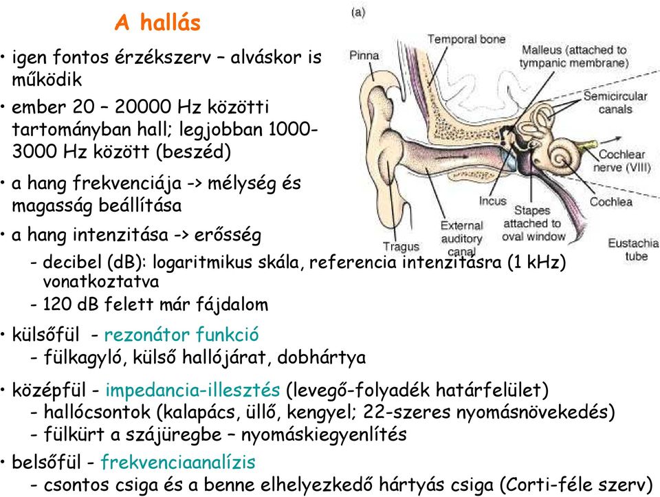 külsıfül - rezonátor funkció - fülkagyló, külsı hallójárat, dobhártya középfül - impedancia-illesztés (levegı-folyadék határfelület) - hallócsontok (kalapács, üllı,