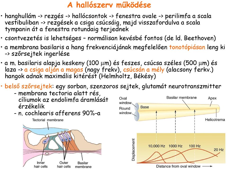 Beethoven) a membrana basilaris a hang frekvenciájának megfelelıen tonotópiásan leng ki -> szırsejtek ingerlése a m.