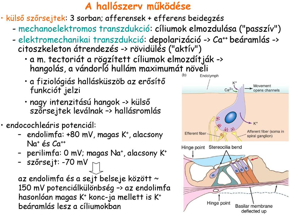 tectoriát a rögzített cíliumok elmozdítják -> hangolás, a vándorló hullám maximumát növeli a fiziológiás hallásküszöb az erısítı funkciót jelzi nagy intenzitású hangok -> külsı szırsejtek