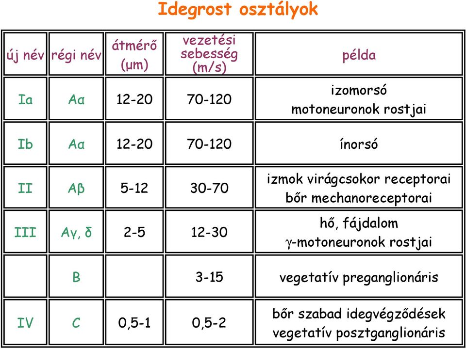 12-30 izmok virágcsokor receptorai bır mechanoreceptorai hı, fájdalom γ-motoneuronok rostjai B