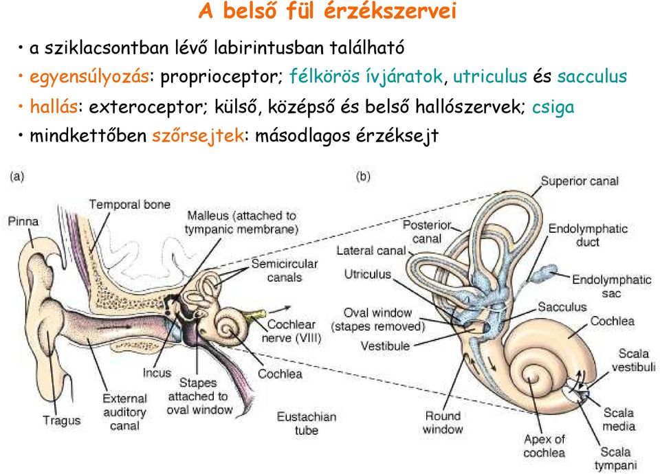 utriculus és sacculus hallás: exteroceptor; külsı, középsı és