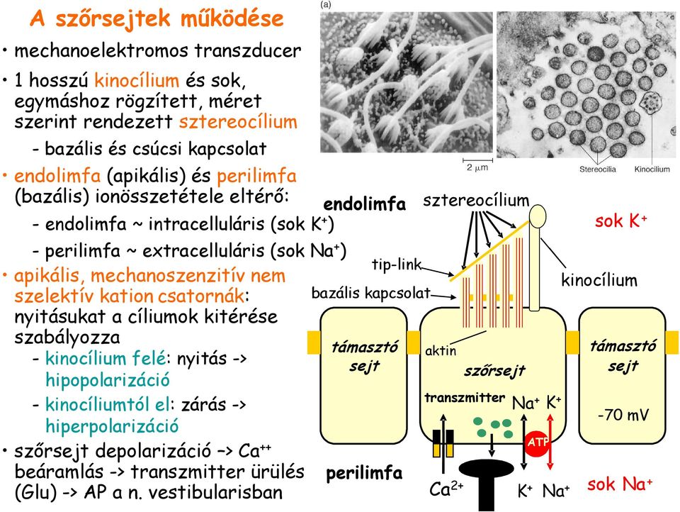 nyitásukat a cíliumok kitérése szabályozza - kinocílium felé: nyitás -> hipopolarizáció - kinocíliumtól el: zárás -> hiperpolarizáció szırsejt depolarizáció > Ca ++ beáramlás -> transzmitter ürülés