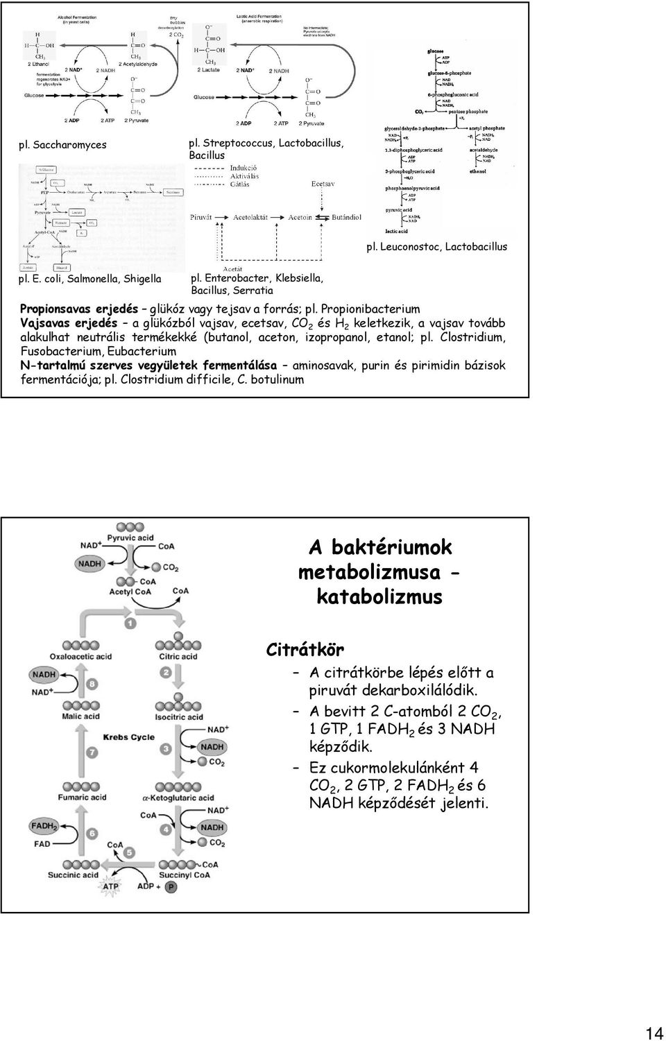 Propionibacterium Vajsavas erjedés a glükózból vajsav, ecetsav, CO 2 és H 2 keletkezik, a vajsav tovább alakulhat neutrális termékekké (butanol, aceton, izopropanol, etanol; pl.