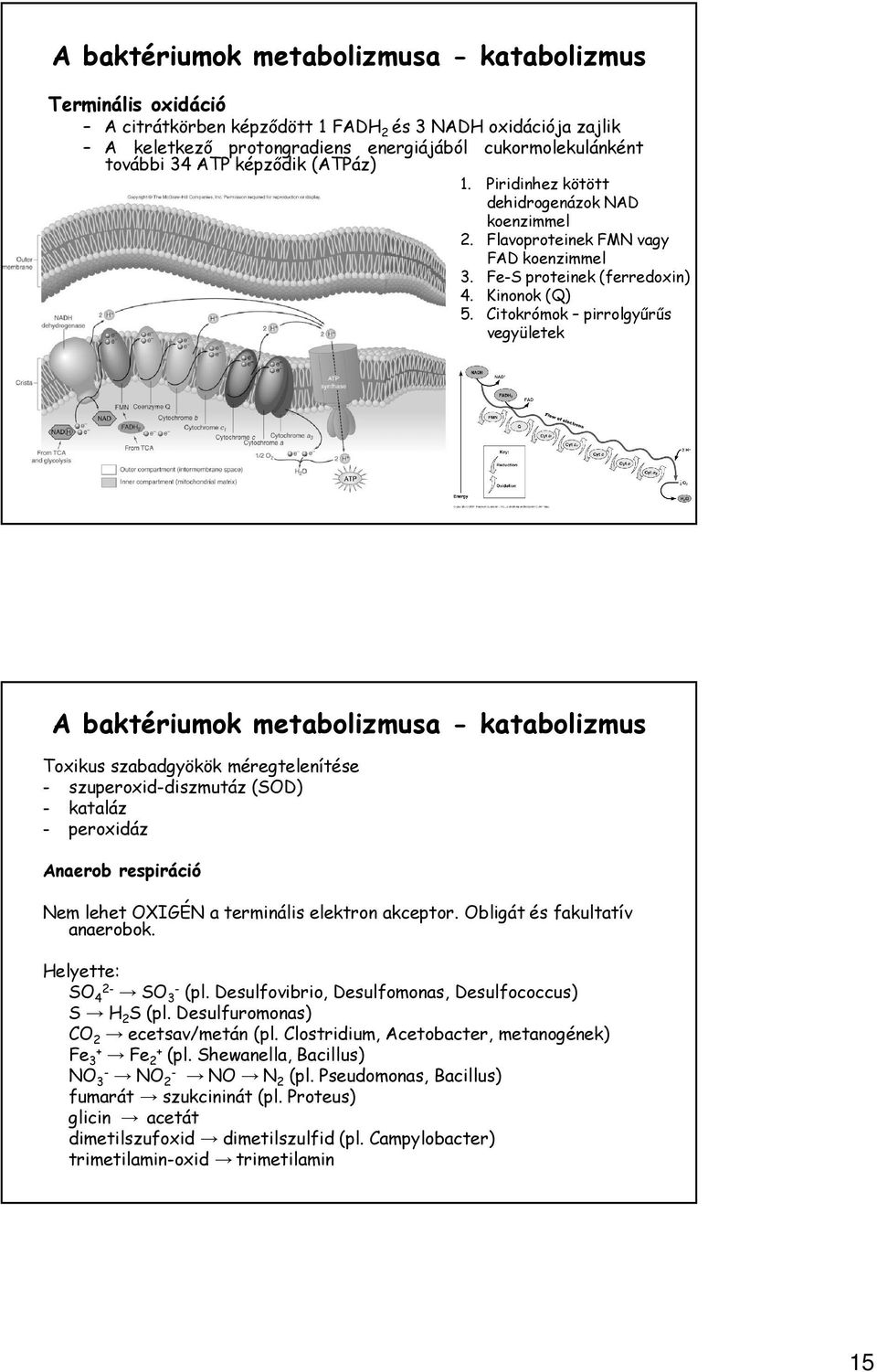 Citokrómok pirrolgyűrűs vegyületek A baktériumok metabolizmusa - katabolizmus Toxikus szabadgyökök méregtelenítése - szuperoxid-diszmutáz (SOD) - kataláz - peroxidáz Anaerob respiráció Nem lehet