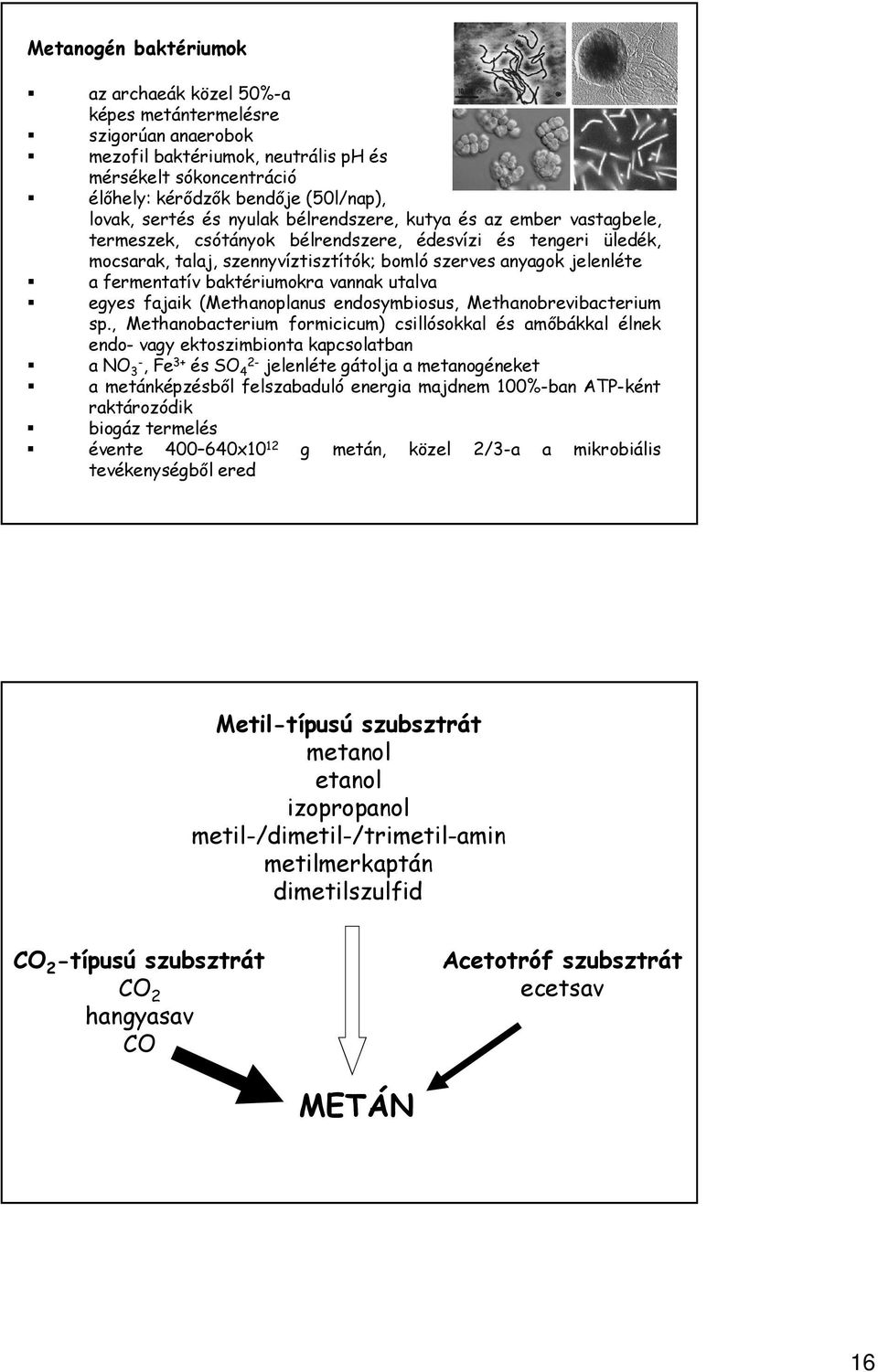 fermentatív baktériumokra vannak utalva egyes fajaik (Methanoplanus endosymbiosus, Methanobrevibacterium sp.