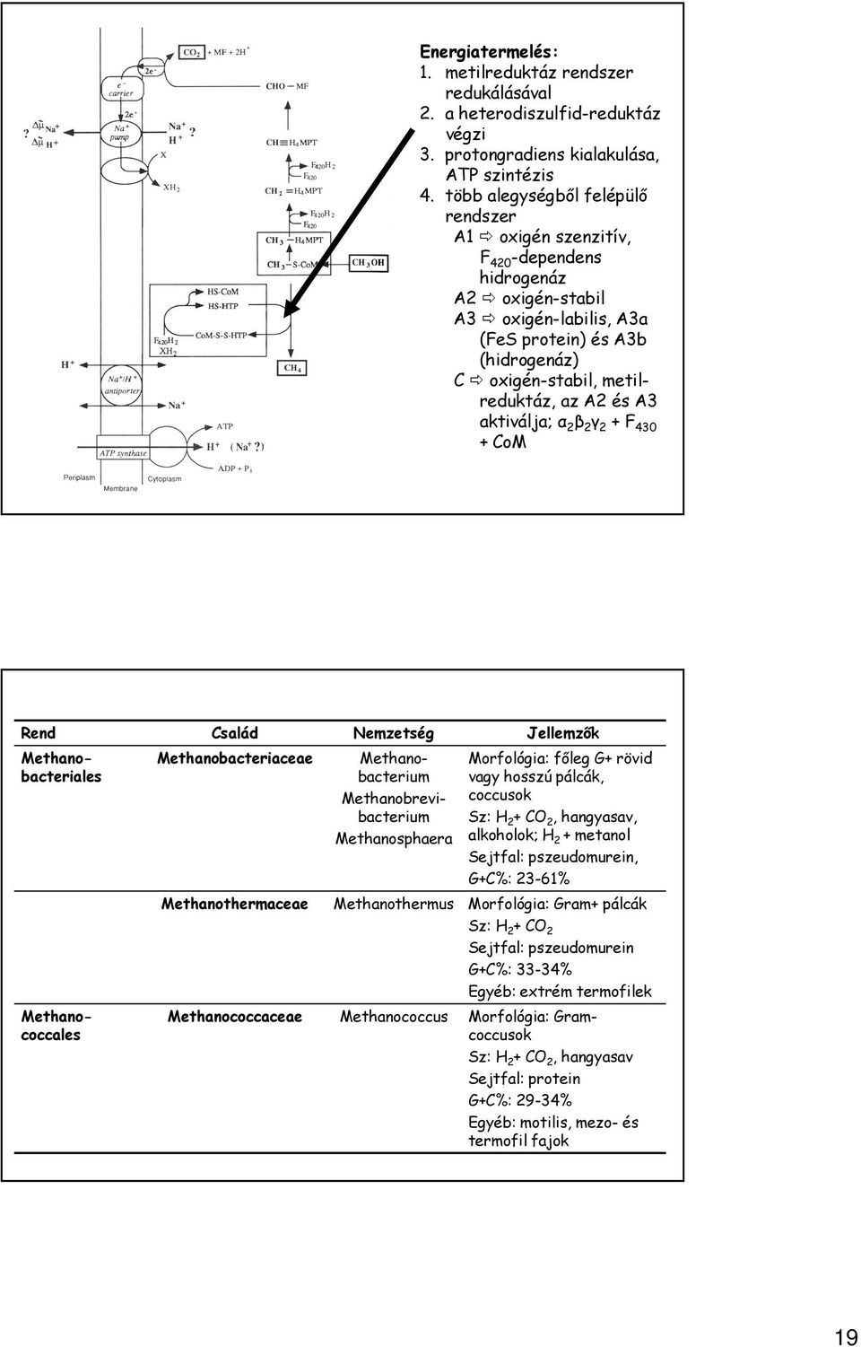 A3 aktiválja; α 2 β 2 γ 2 + F 430 + CoM Rend Család Nemzetség Jellemzők Methanococcales Methanobacteriaceae Methanobacteriales Methanobacterium Methanobrevibacterium Methanosphaera Morfológia: főleg