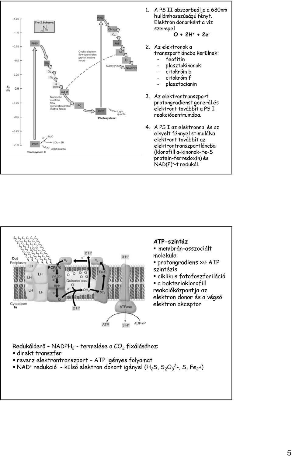 Az elektrontranszport protongradienst generál és elektront továbbít a PS I reakciócentrumába. 4.