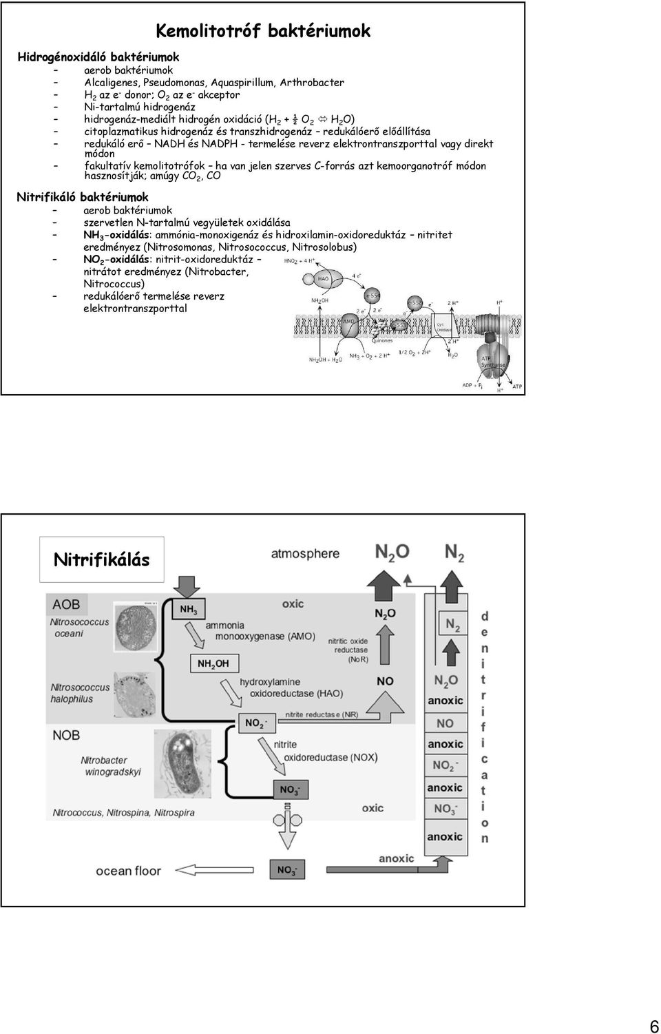 vagy direkt módon fakultatív kemolitotrófok ha van jelen szerves C-forrás azt kemoorganotróf módon hasznosítják; amúgy CO 2, CO Nitrifikáló baktériumok aerob baktériumok szervetlen N-tartalmú