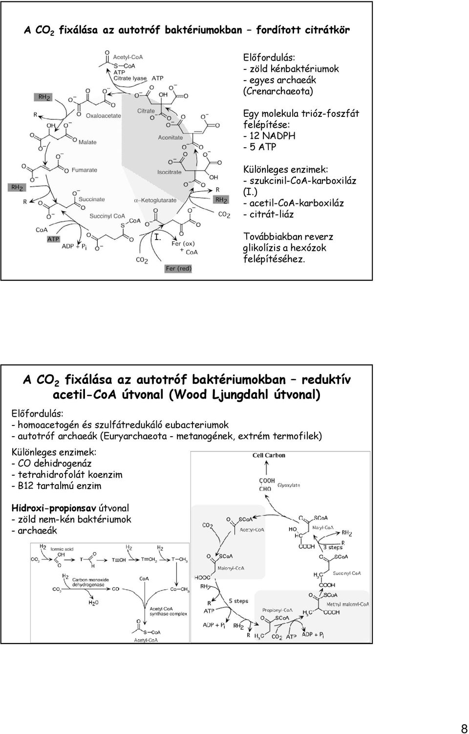 A CO 2 fixálása az autotróf baktériumokban reduktív acetil-coa útvonal (Wood Ljungdahl útvonal) Előfordulás: - homoacetogén és szulfátredukáló eubacteriumok - autotróf archaeák