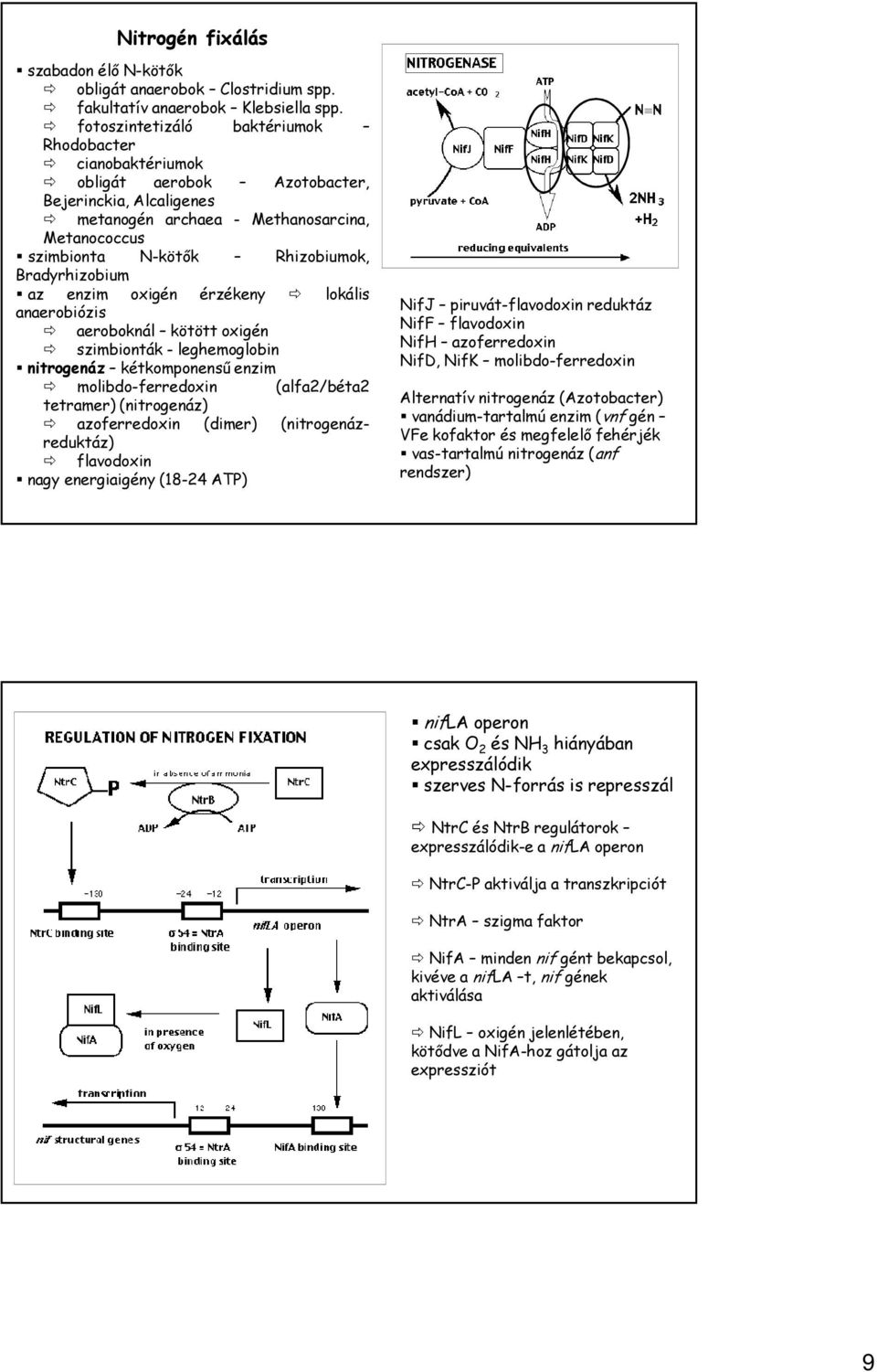 Bradyrhizobium az enzim oxigén érzékeny lokális anaerobiózis aeroboknál kötött oxigén szimbionták - leghemoglobin nitrogenáz kétkomponensű enzim molibdo-ferredoxin (alfa2/béta2 tetramer) (nitrogenáz)