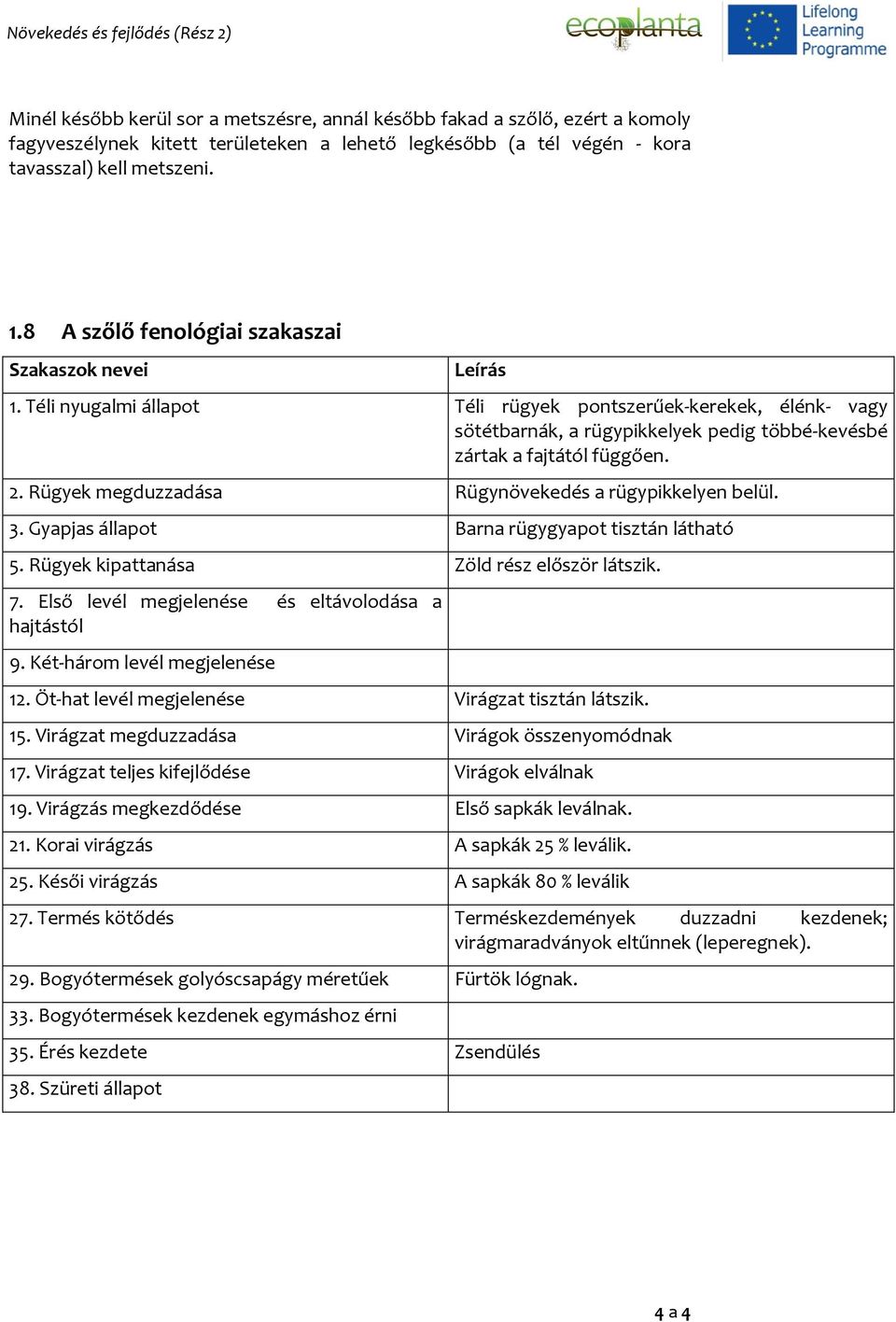 2. Rügyek megduzzadása Rügynövekedés a rügypikkelyen belül. 3. Gyapjas állapot Barna rügygyapot tisztán látható 5. Rügyek kipattanása Zöld rész először látszik. 7.