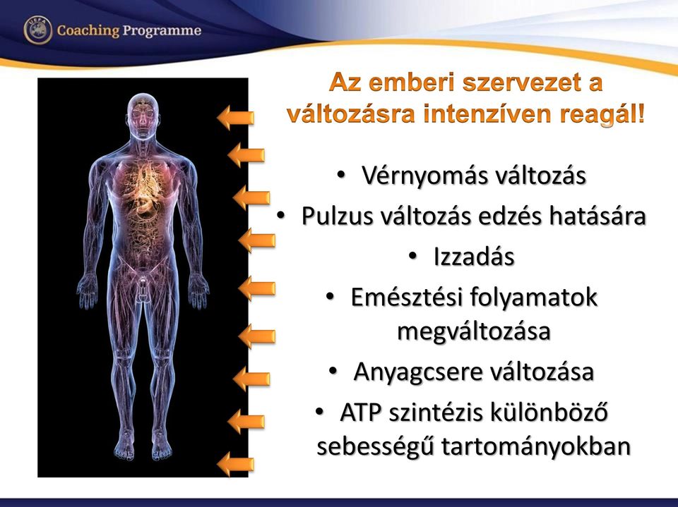 megváltozása Anyagcsere változása ATP