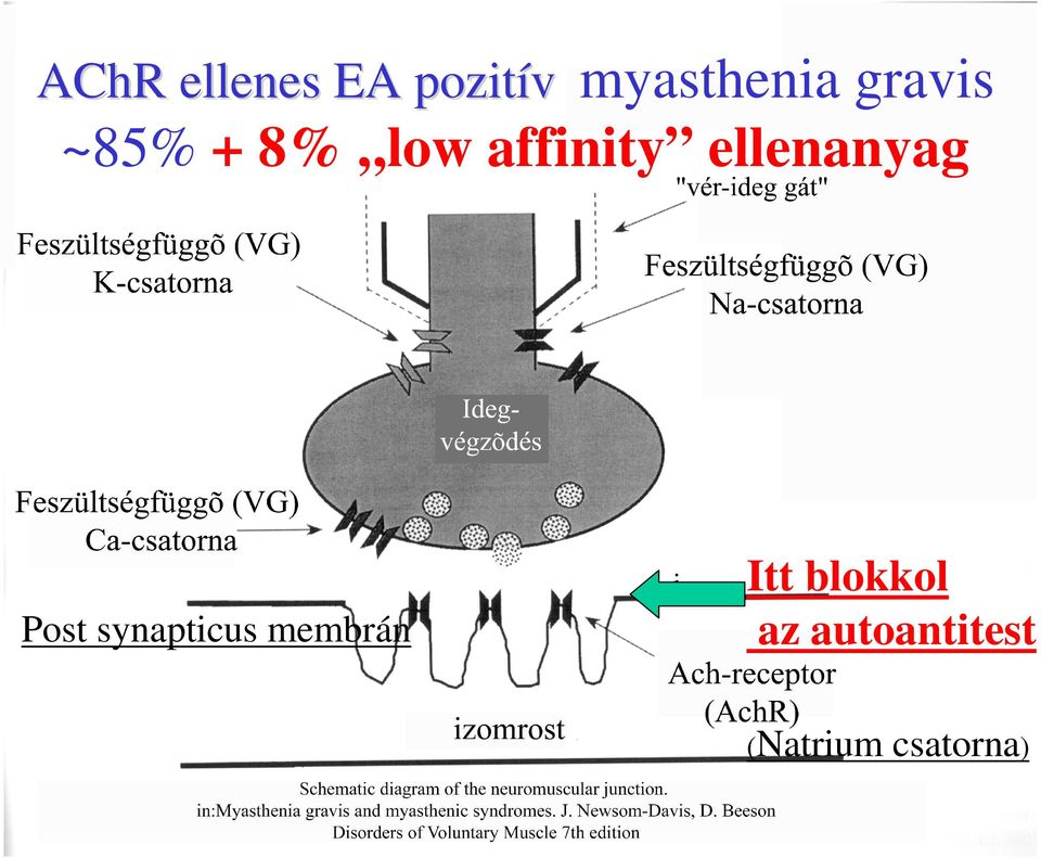 ellenanyag Post synapticus membrán i