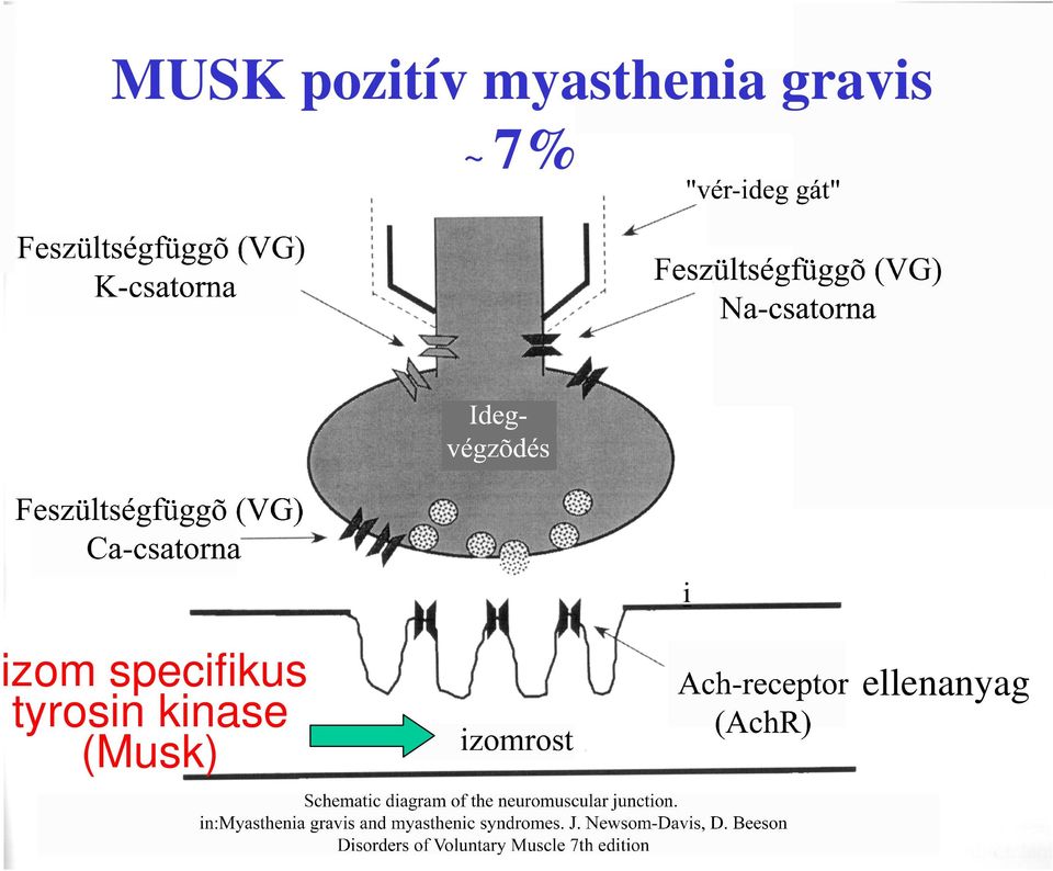 7% i izom specifikus