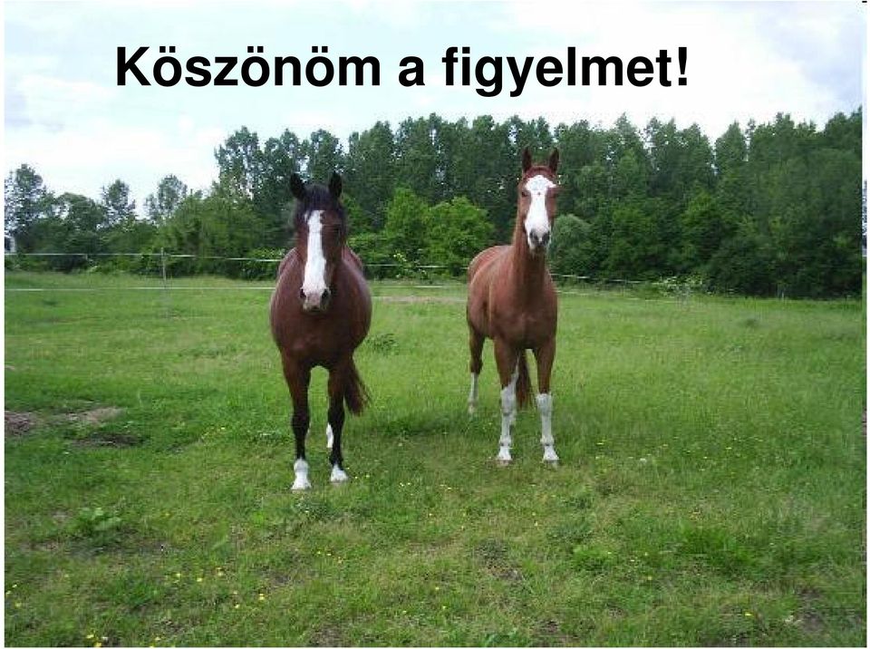 figyelmet!