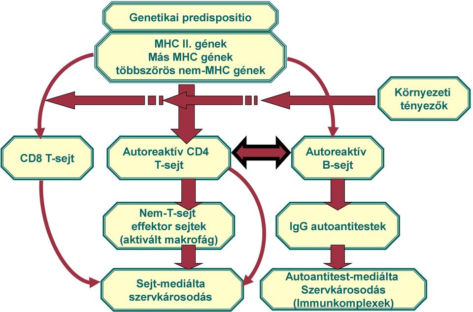 T-sejt Autoreaktív CD4 T-sejt Autoreaktív B-sejt Nem-T-sejt effektor