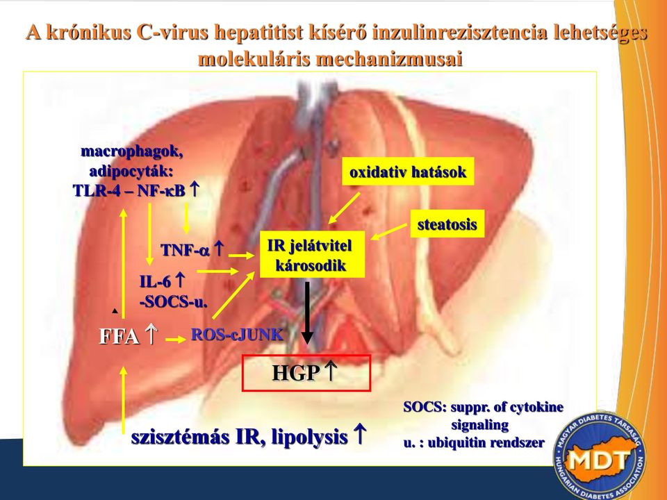 hatások FFA TNF- IL-6 -SOCS-u.