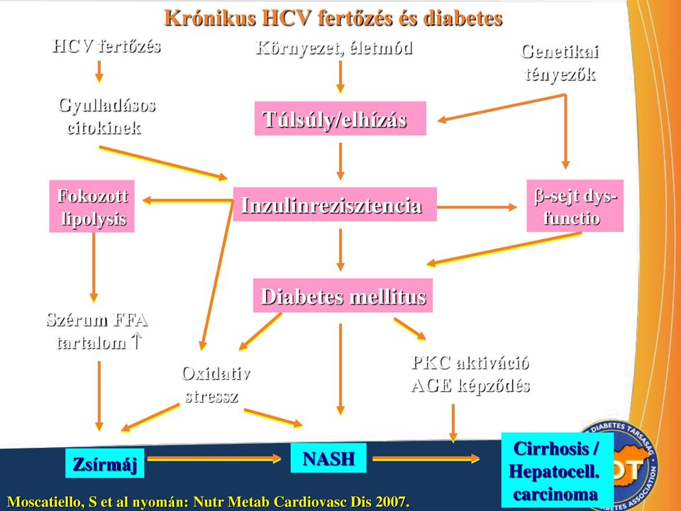 dysfunctio Szérum FFA tartalom Oxidativ stressz Diabetes mellitus PKC aktiváció AGE