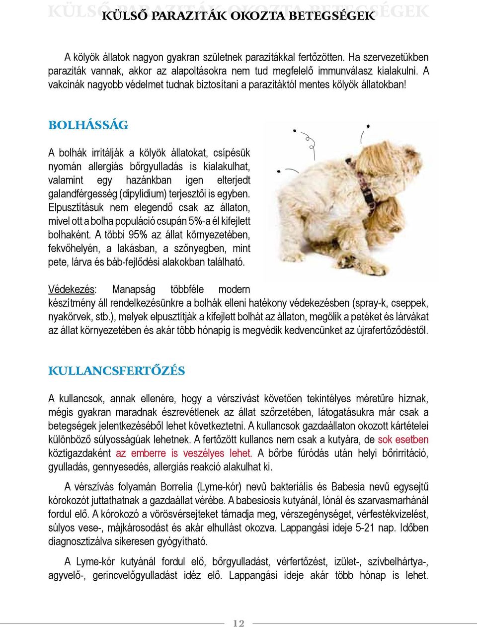 BOLHÁSSÁG A bolhák irritálják a kölyök állatokat, csípésük nyomán allergiás bőrgyulladás is kialakulhat, valamint egy hazánkban igen elterjedt galandférgesség (dipylidium) terjesztői is egyben.