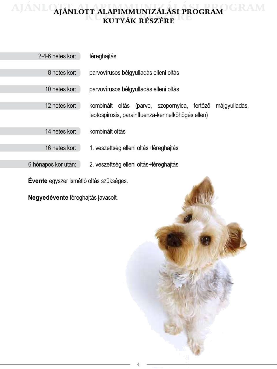 fertőző májgyulladás, leptospirosis, parainfluenza-kennelköhögés ellen) 14 hetes kor: kombinált oltás 16 hetes kor: 1.
