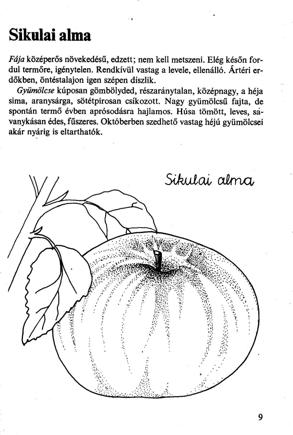 Gyümölcse kúposan gömbölyded, részaránytalan, középnagy, a héja sima, aranysárga, sötétpirosan csíkozott.