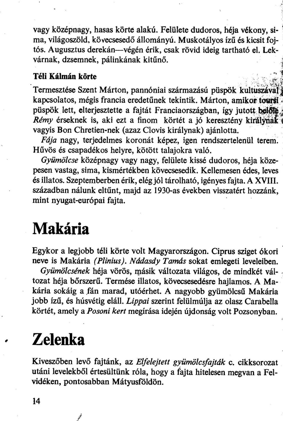 ~ ;;, Termesztése Szent Márton, pannóniai származású püspök kúlt~~~:ay,j kapcsola tos, mégis francia eredetűnek tekintik.