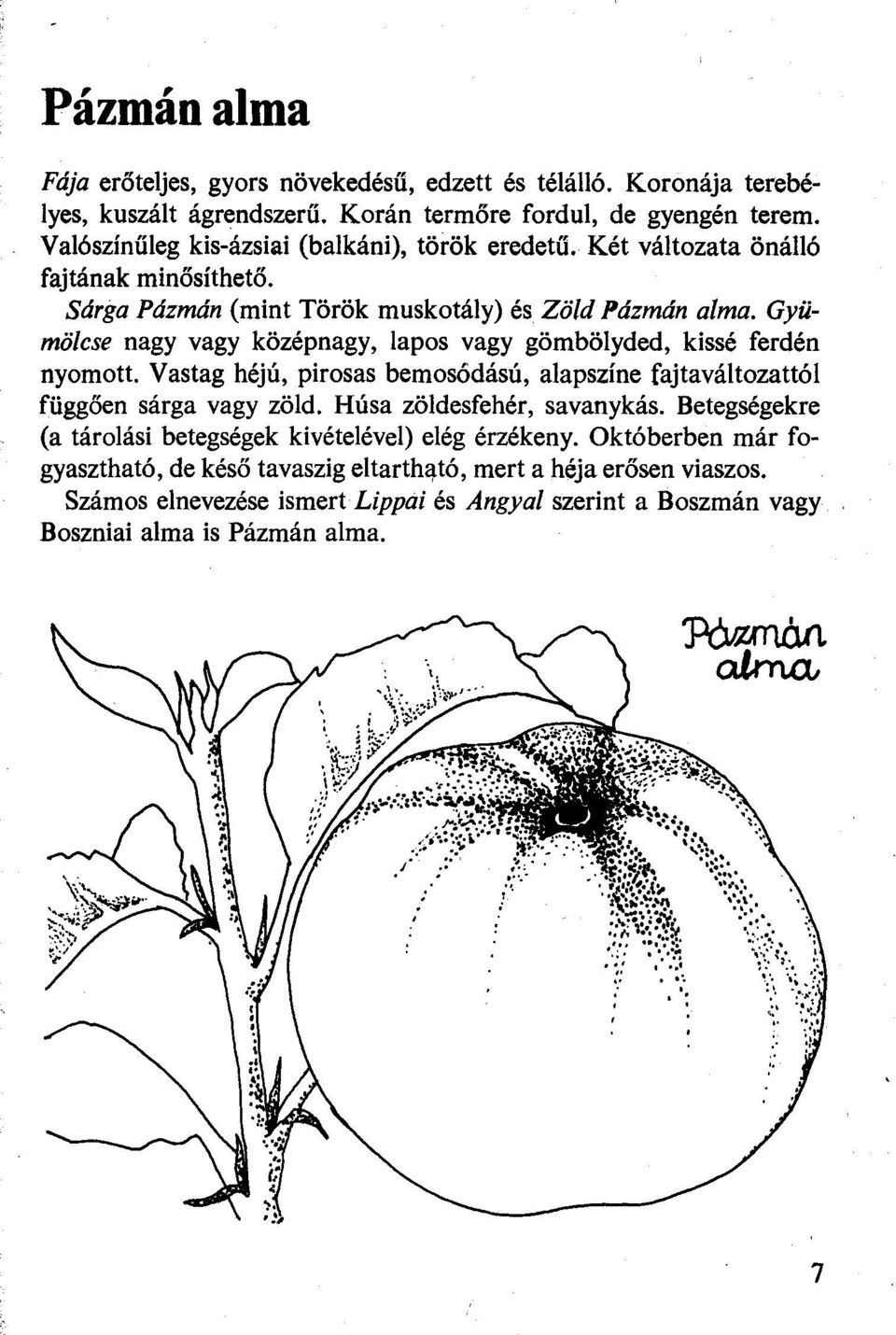 Gyümölcse nagy vagy közé p nagy, lapos vagy gömbölyded, kissé ferdén nyomott. Vastag héjú, pirosas bemosódású, alapszíne fajtaváltozattól függően sárga vagy zöld.