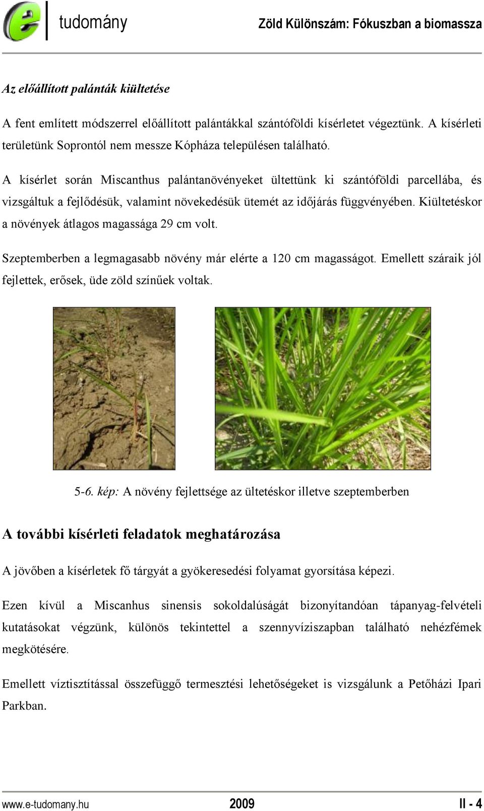 Kiültetéskor a növények átlagos magassága 29 cm volt. Szeptemberben a legmagasabb növény már elérte a 120 cm magasságot. Emellett száraik jól fejlettek, erősek, üde zöld színűek voltak.