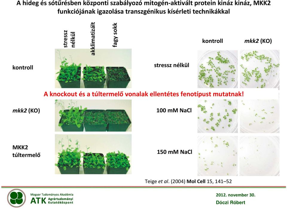 sokk kontroll mkk2(ko) kontroll stressz nélkül A knockout és a túltermelő vonalak ellentétes