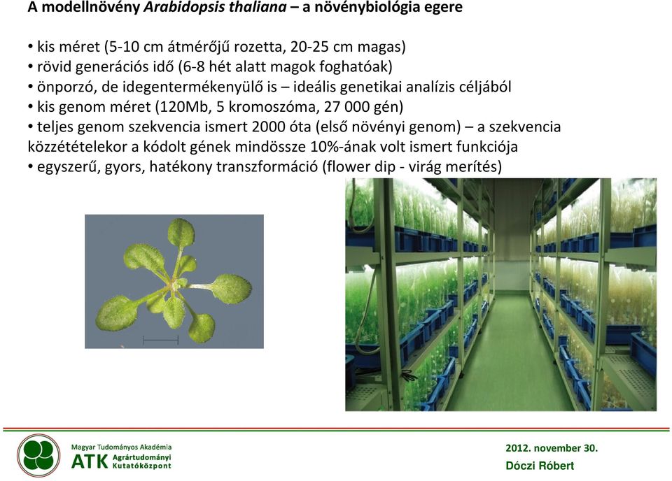 genom méret (120Mb, 5 kromoszóma, 27 000 gén) teljes genom szekvencia ismert 2000 óta (első növényi genom) a szekvencia