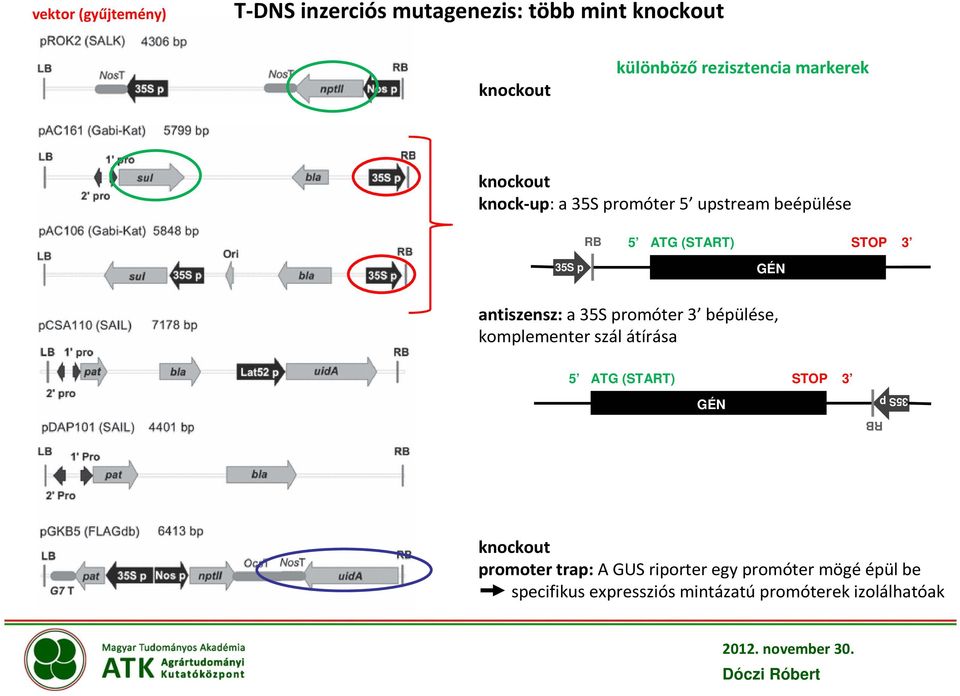 antiszensz: a 35S promóter 3 bépülése, komplementer szál átírása 5 ATG (START) STOP 3 GÉN 35S p RB