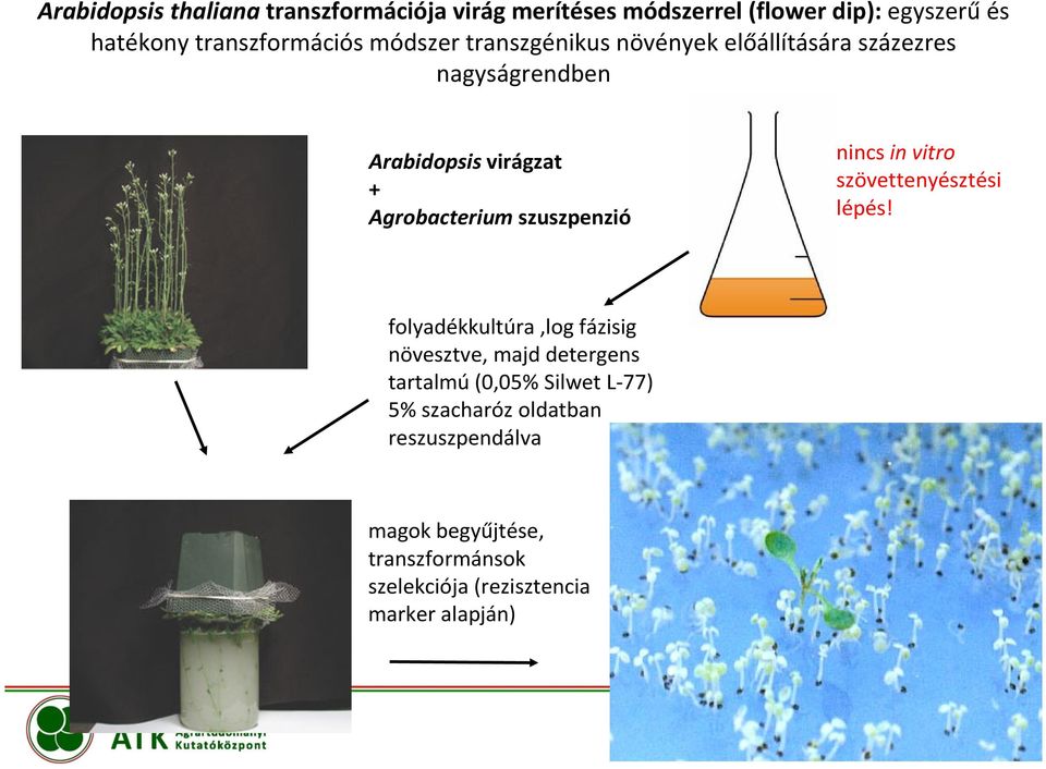 szuszpenzió nincs in vitro szövettenyésztési lépés!