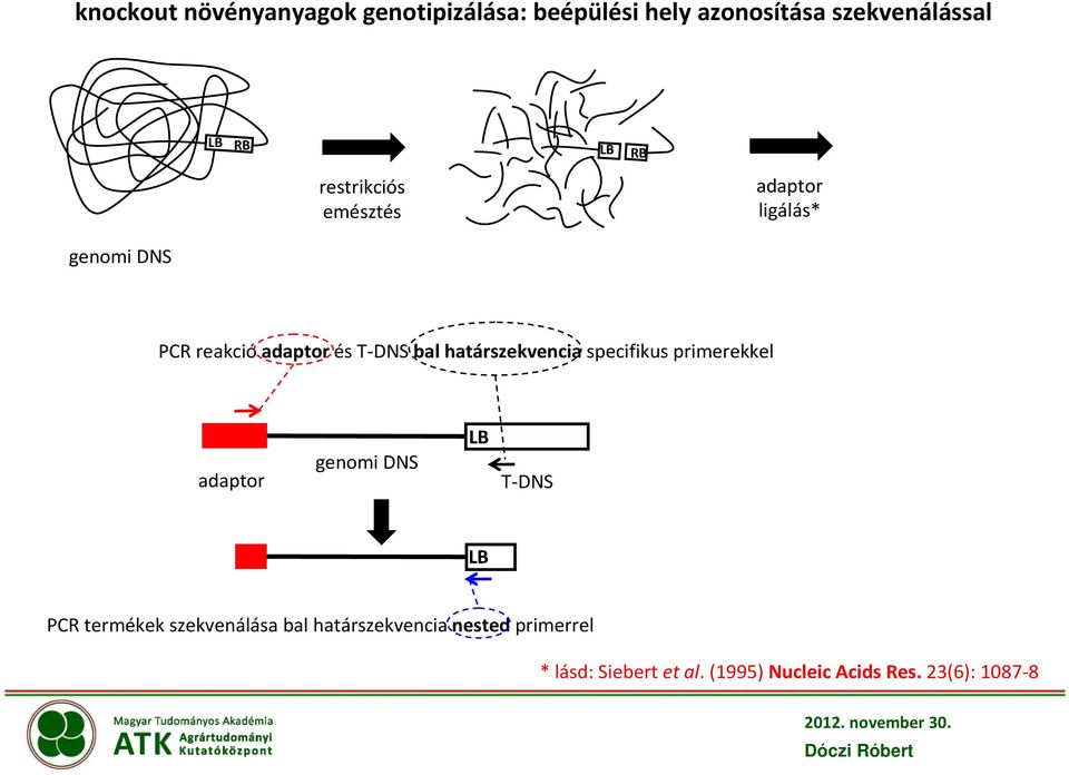 határszekvencia specifikus primerekkel adaptor genomi DNS LB T-DNS LB PCR termékek