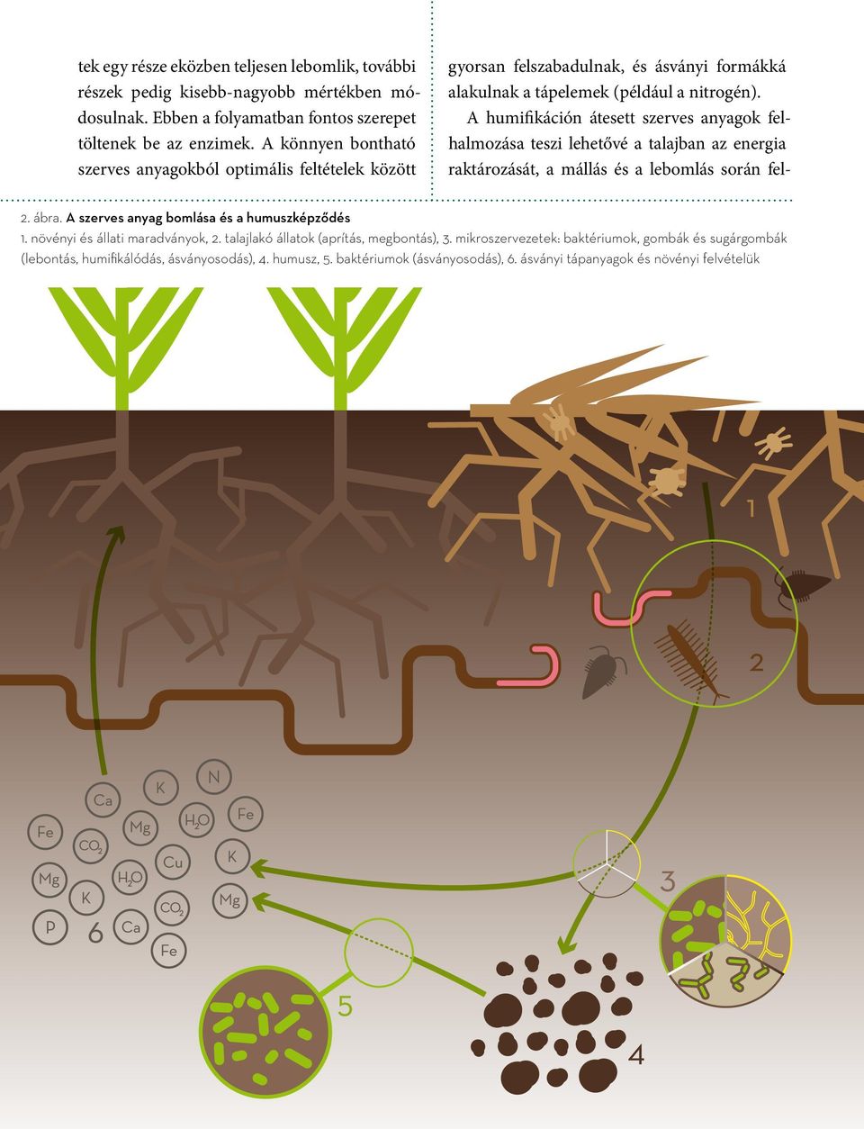 A humifikáción átesett szerves anyagok felhalmozása teszi lehetővé a talajban az energia raktározását, a mállás és a lebomlás során fel- 2. ábra.