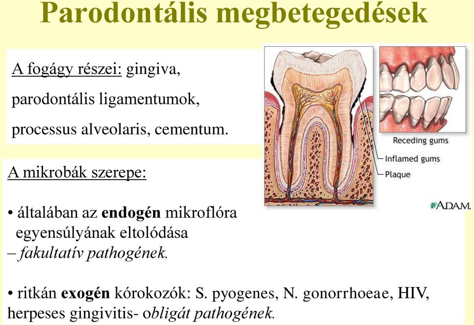 A mikrobák szerepe: általában az endogén mikroflóra egyensúlyának eltolódása