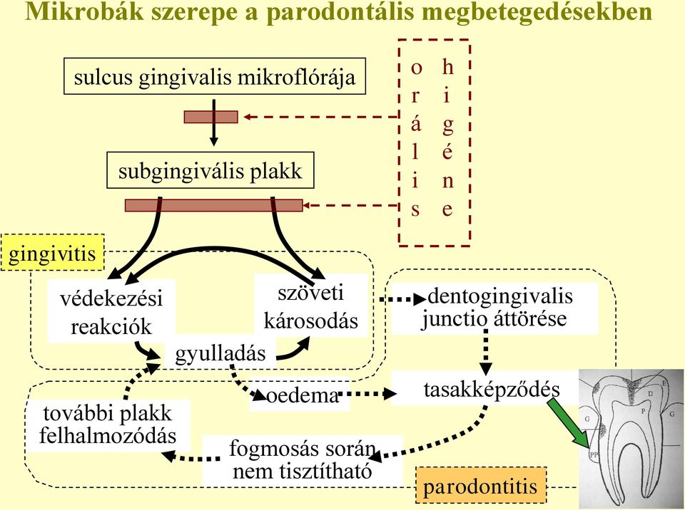 védekezési reakciók további plakk felhalmozódás szöveti károsodás gyulladás