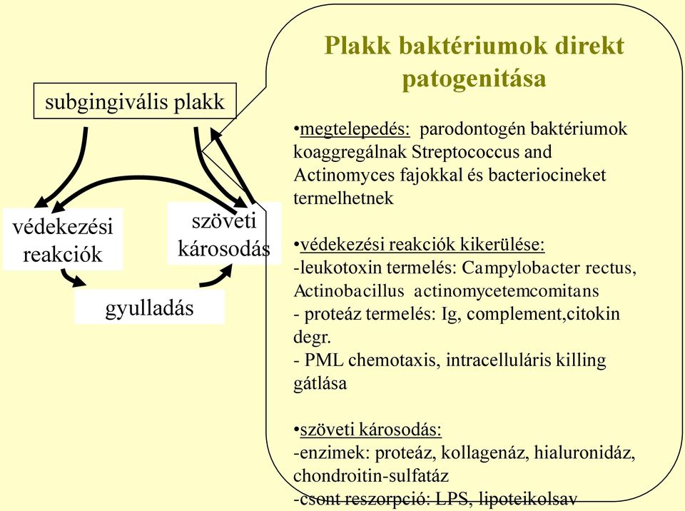 termelés: Campylobacter rectus, Actinobacillus actinomycetemcomitans - proteáz termelés: Ig, complement,citokin degr.