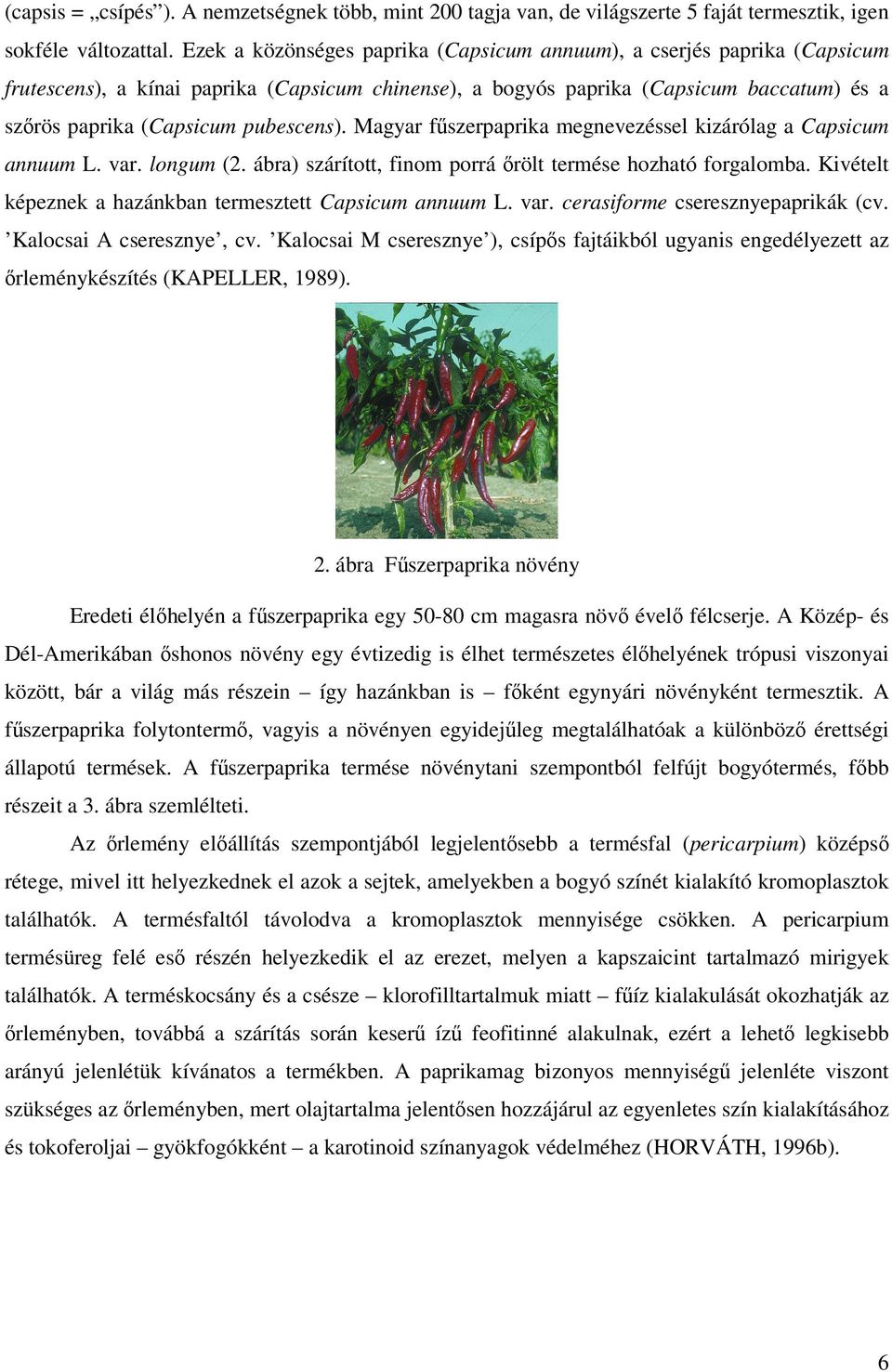 pubescens). Magyar fűszerpaprika megnevezéssel kizárólag a Capsicum annuum L. var. longum (2. ábra) szárított, finom porrá őrölt termése hozható forgalomba.