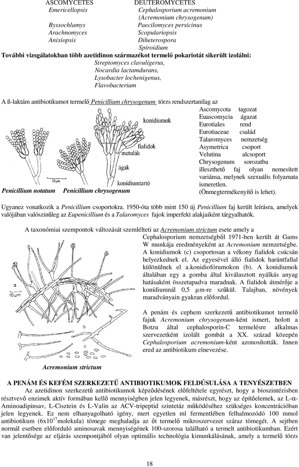 antibiotikumot termelő Penicillium chrysogenum törzs rendszertanilag az Ascomycota tagozat Euascomycia ágazat Eurotiales rend Eurotiaceae család Talaromyces nemzetség Asymetrica csoport Velutina