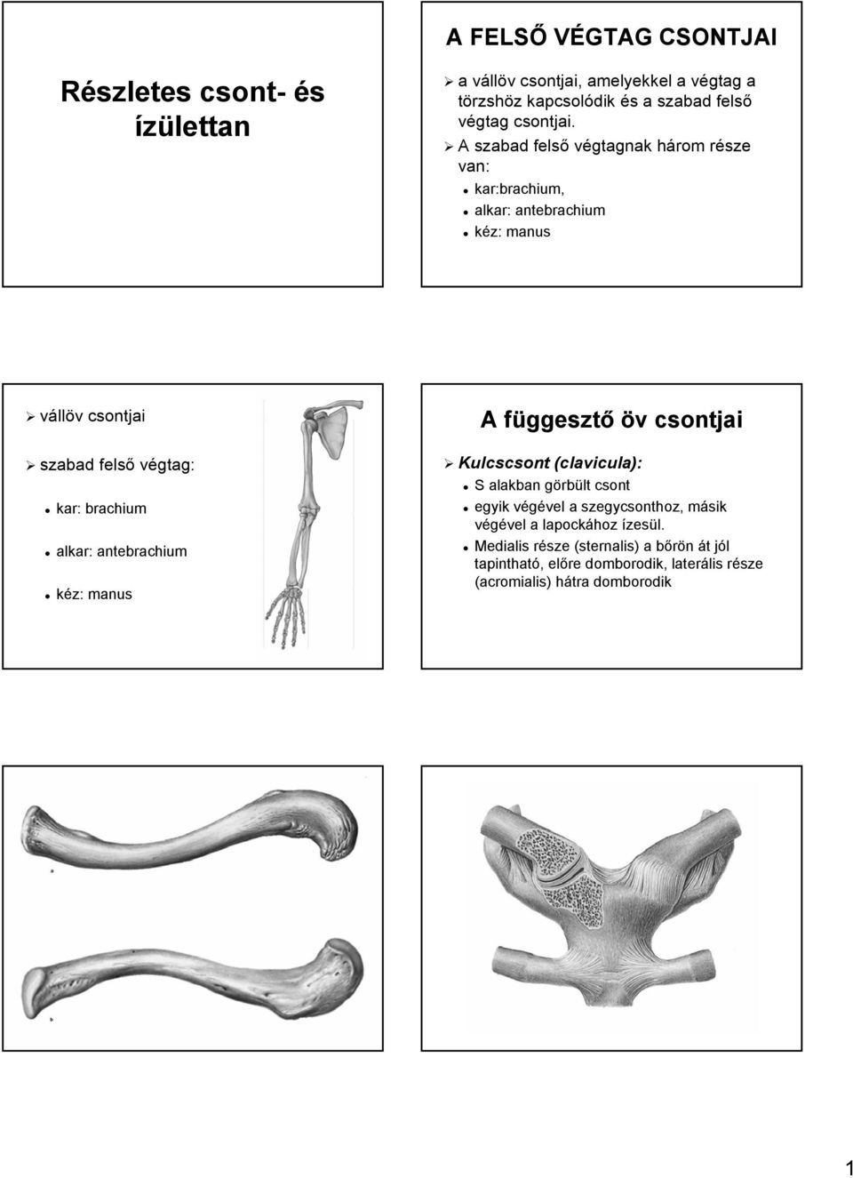 antebrachium kéz: manus A függesztő öv v csontjai Kulcscsont (clavicula( clavicula): S alakban görbg rbült csont egyik végével v vel a szegycsonthoz, másik m végével