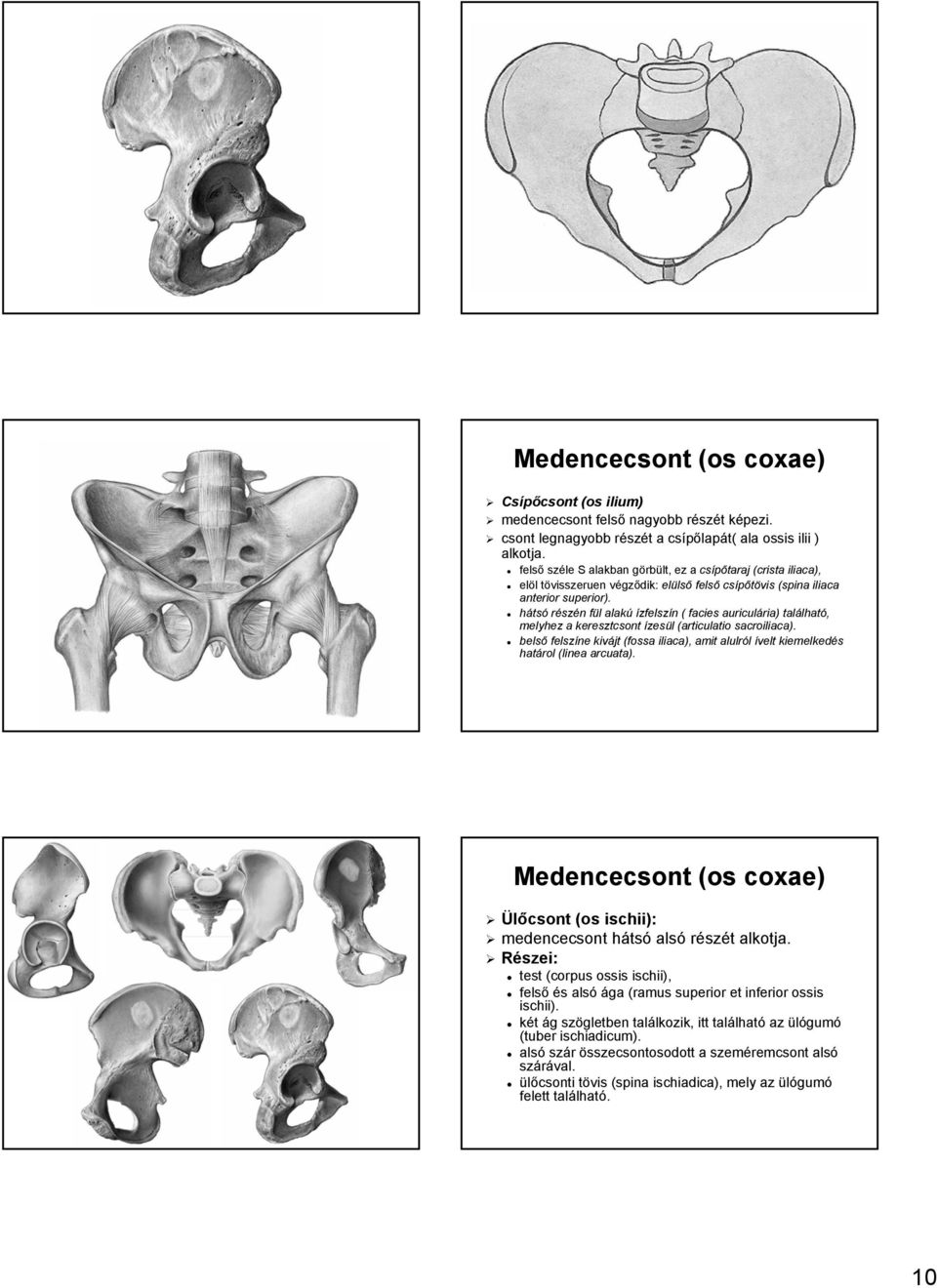 hátsó részén n fül f l alakú ízfelszín n ( facies auriculária) ria) találhat lható, melyhez a keresztcsont ízesül l (articulatio sacroiliaca).