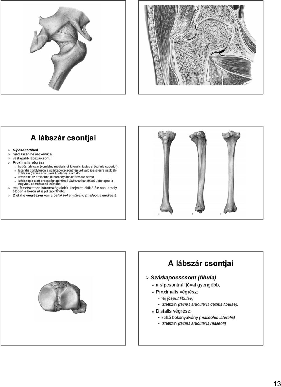 lateralis condyluson a szárkapocscsont fejével való ízesülésre sre szolgáló ízfelszín n (facies articuláris ris fibularis) találhat lható ízfelszínt az eminentia intercondylaris két k t részre r