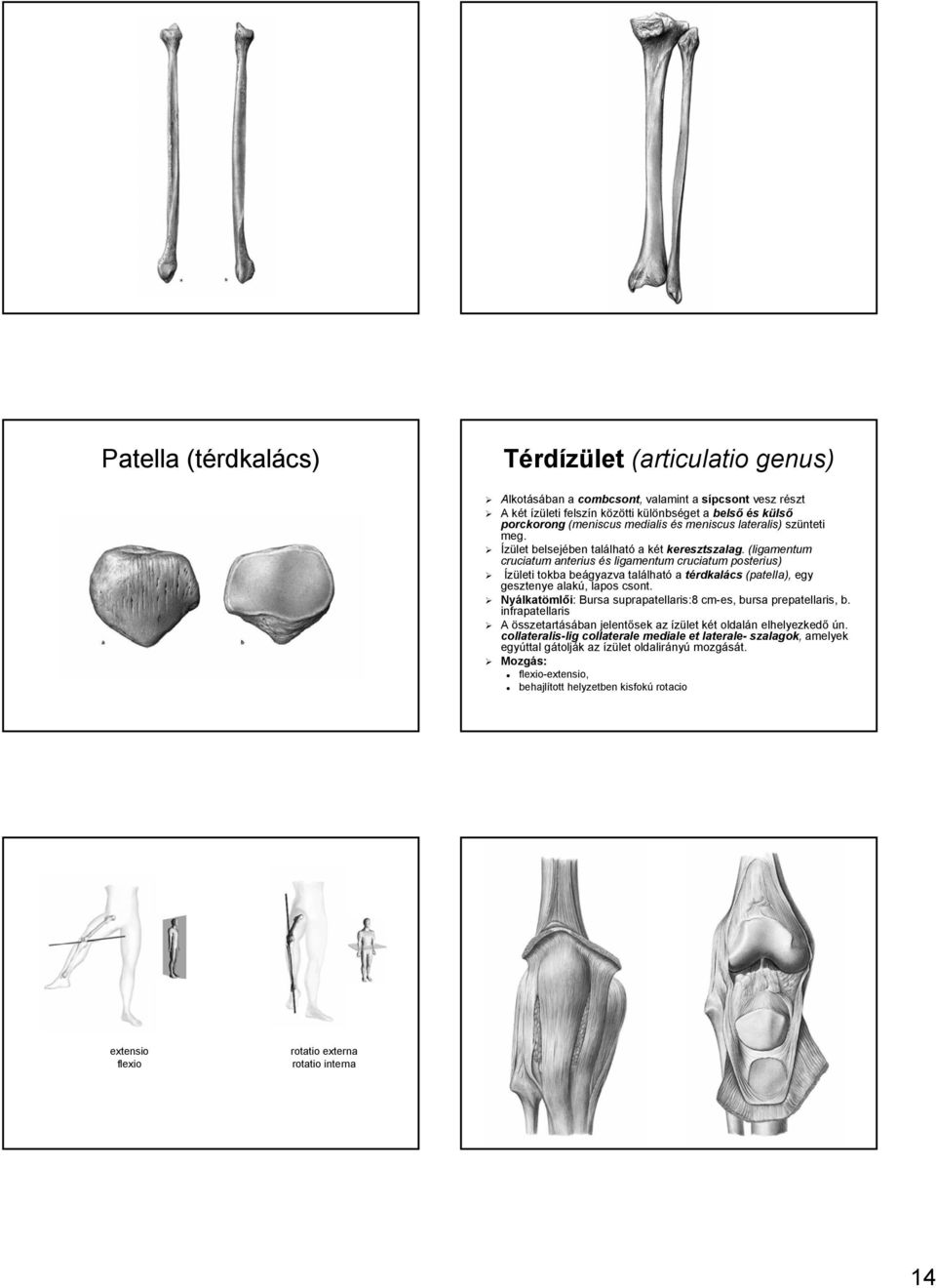 (ligamentum cruciatum anterius és ligamentum cruciatum posterius) Ízületi tokba beágyazva találhat lható a térdkalács (patelia), egy gesztenye alakú,, lapos csont.