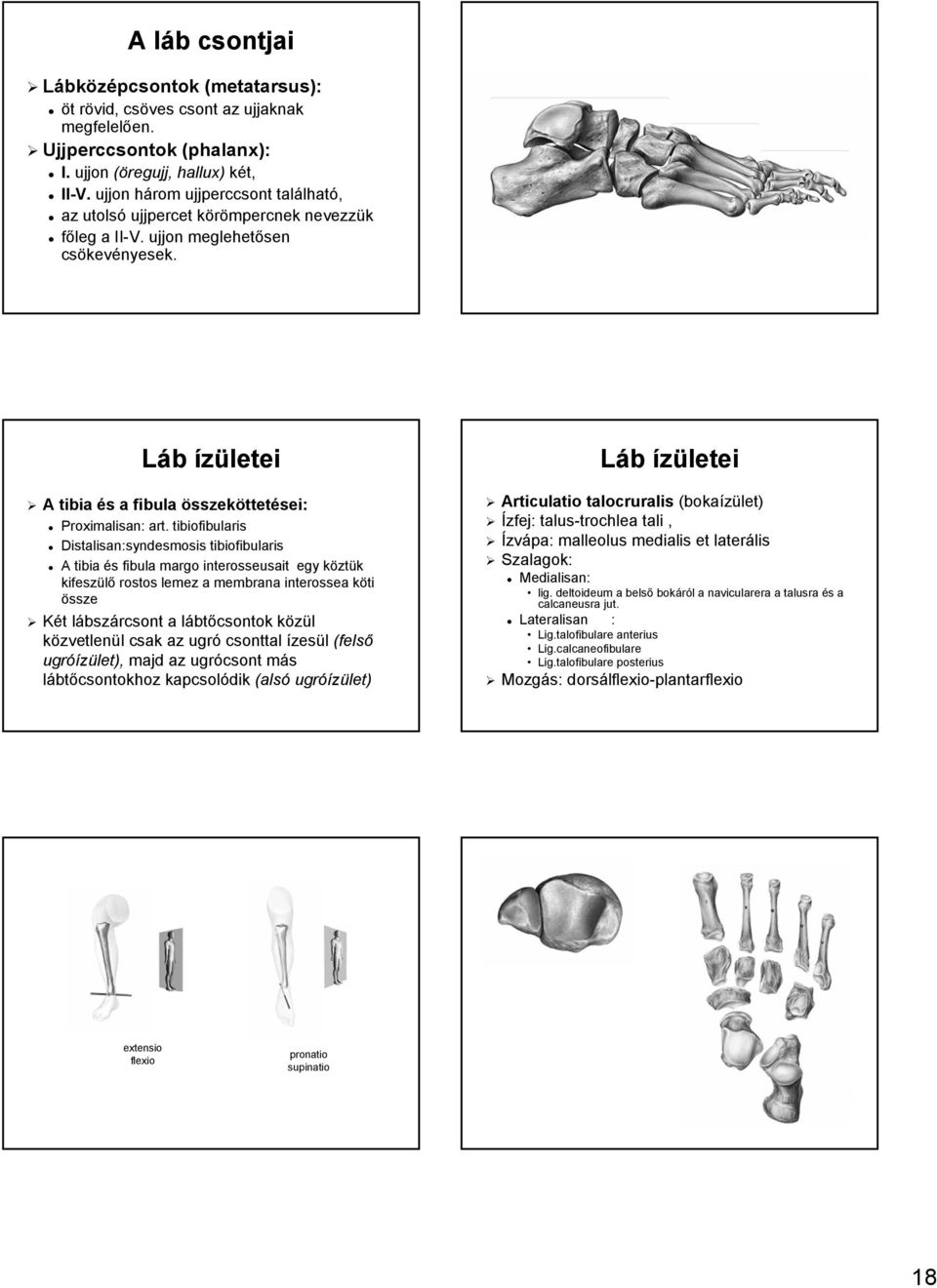 Láb ízületei A tibia és s a fibula összeköttetései: Proximalisan: : art.