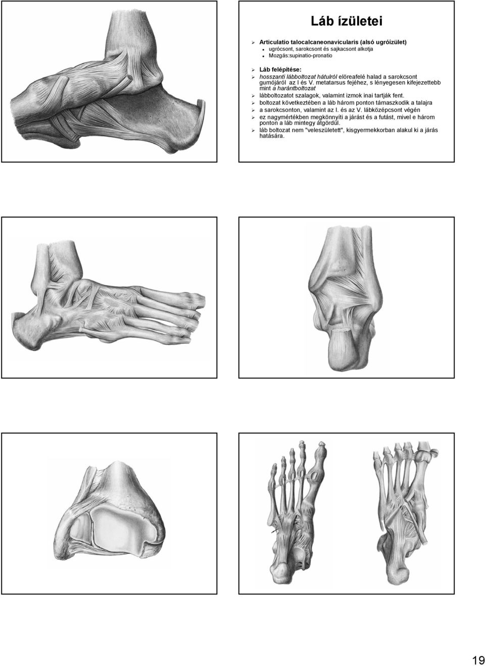 metatarsus fejéhez, s lényegesen l kifejezettebb mint a harántboltozat lábboltozatot szalagok, valamint izmok inai tartják k fent.