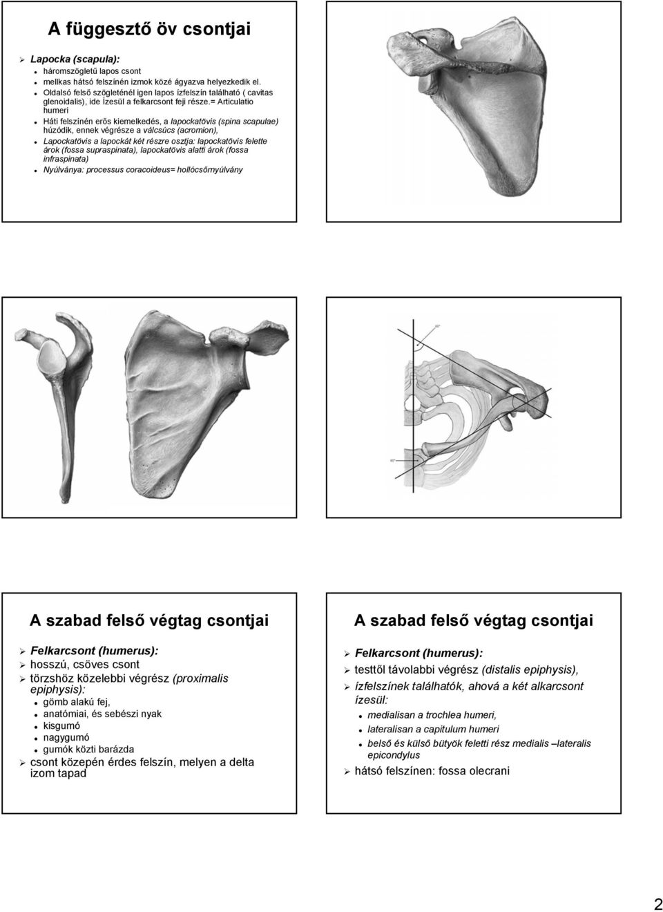 = r Articulatio humeri Háti felszínén n erős s kiemelkedés, a lapockatövis (spina scapulae) húzódik, ennek végrv grésze a válcsúcs (acromion), Lapockatövis a lapockát t két k t részre r osztja: