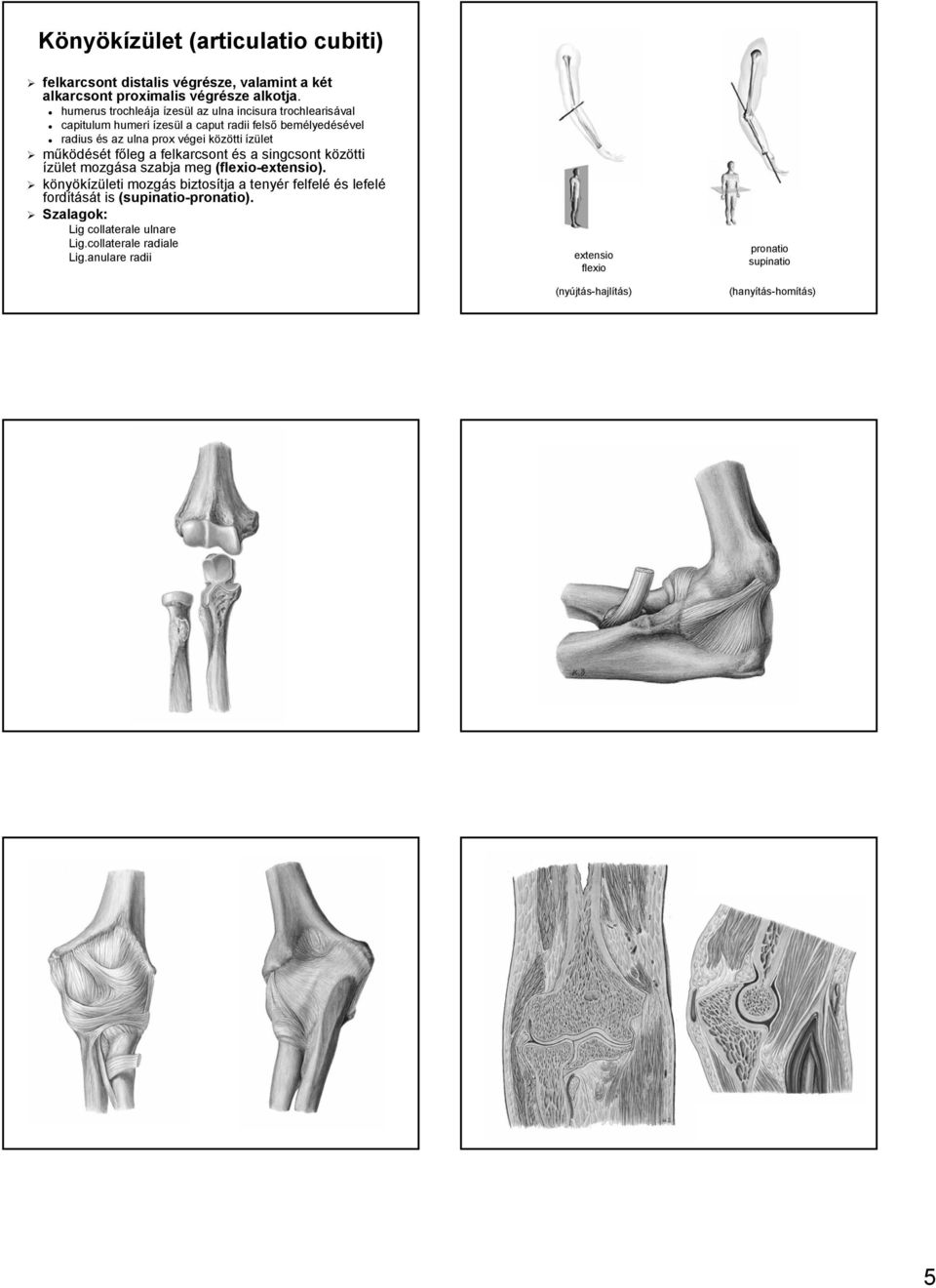 ízület működését t főleg f a felkarcsont és s a singcsont közötti k ízület mozgása szabja meg (flexio-extensio). extensio).